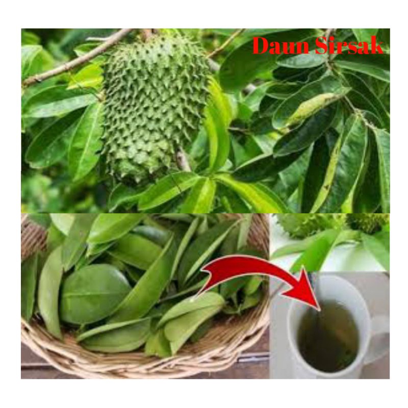 

Daun Sirsak / Nangka Landa 100 Lembar Fresh