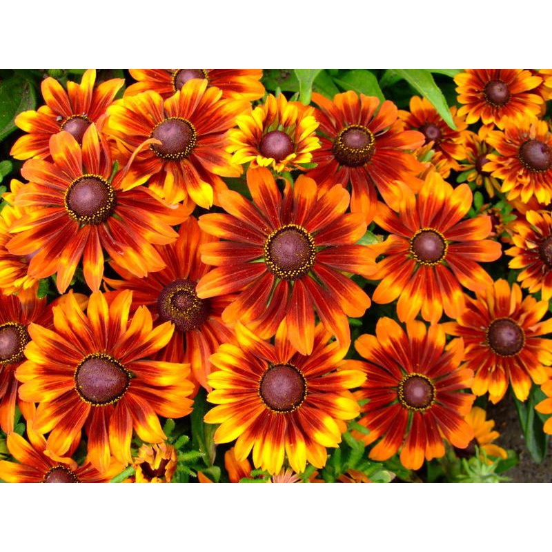 Benih Bibit Biji - Bunga Rudbeckia Autumn Forest Flower Seeds - IMPORT