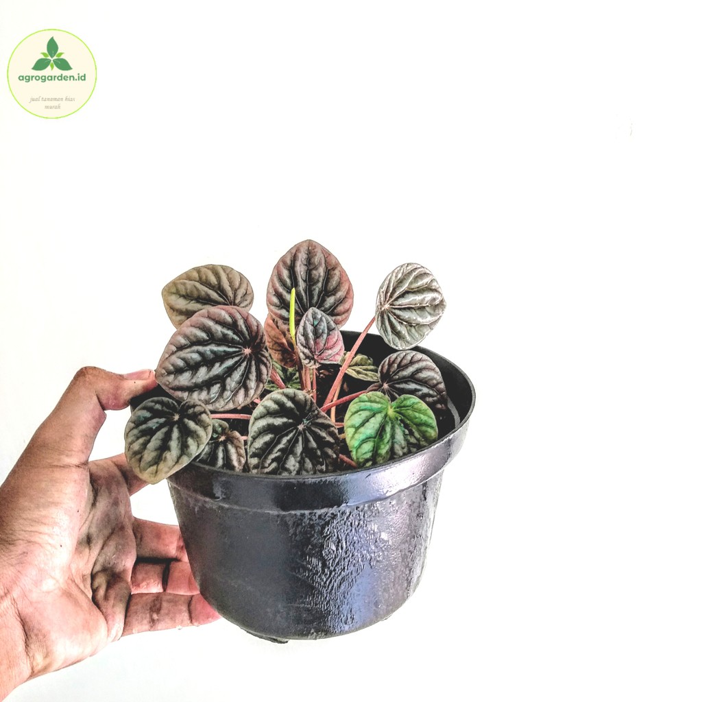 Tanaman Hias Peperomia Silver - Peperomia Keriput - Peperomia Caperata