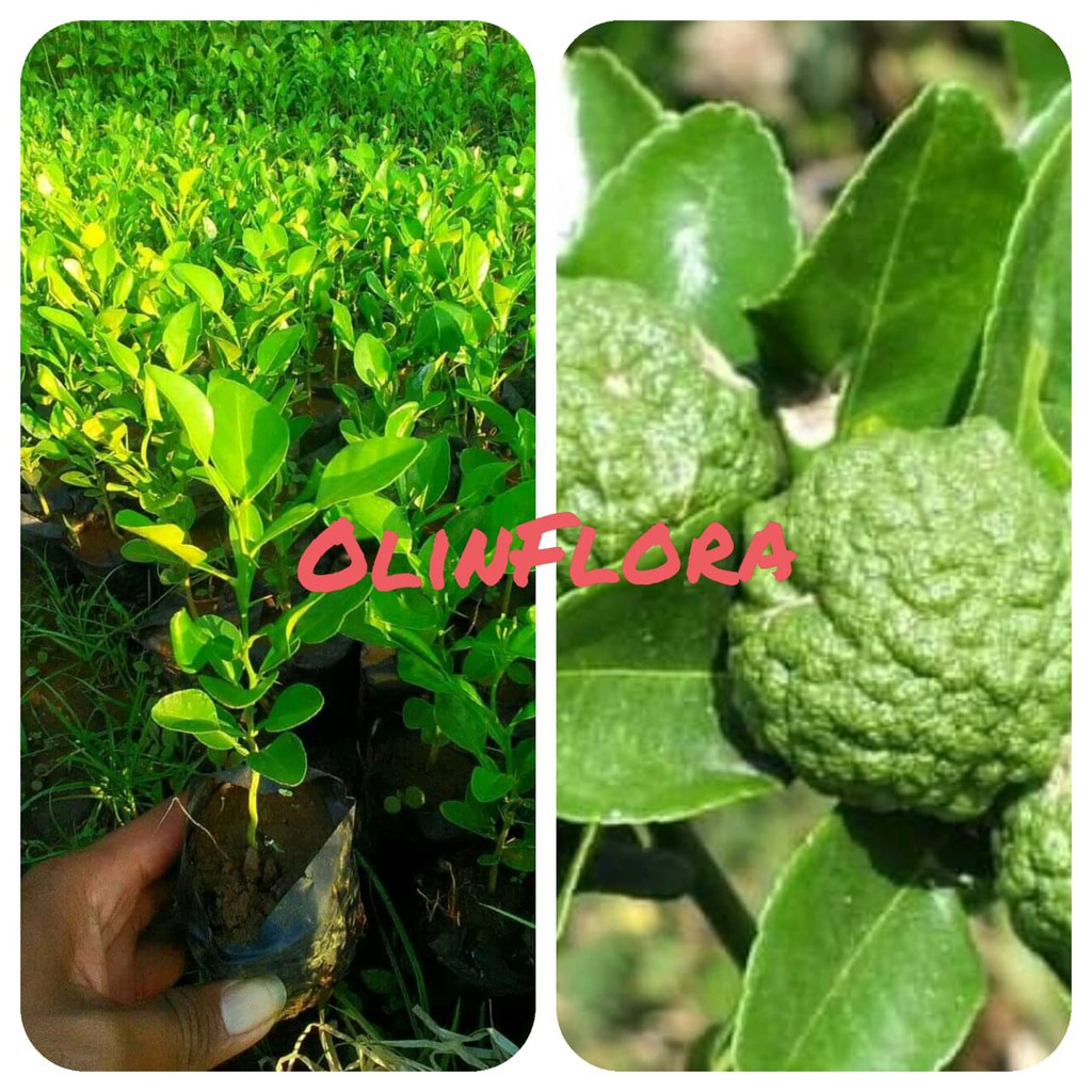 bibit jeruk purut / bibit daun jeruk okulasi unggulan