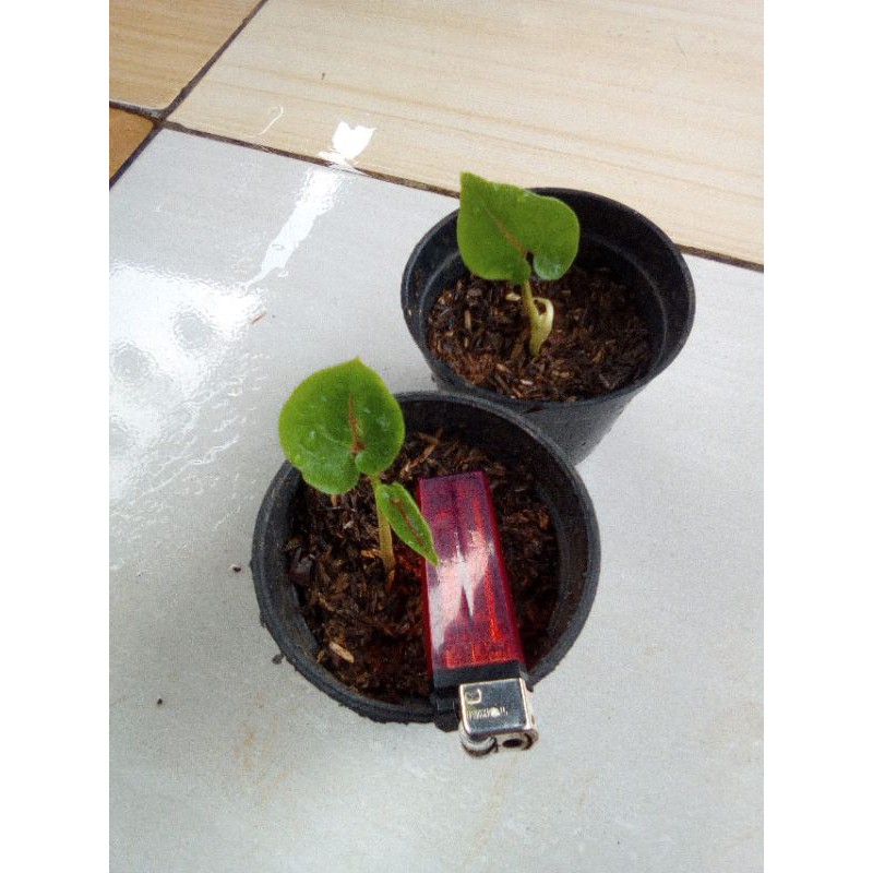 Termurah sejabodetabek alocasia crystosperma/ black jack/ papua