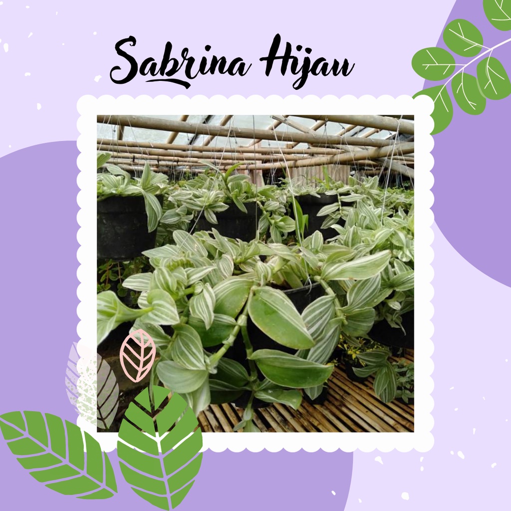 tanaman hias tradescantia fluminensis sabrina hijau tanaman tradescantia fluminensis