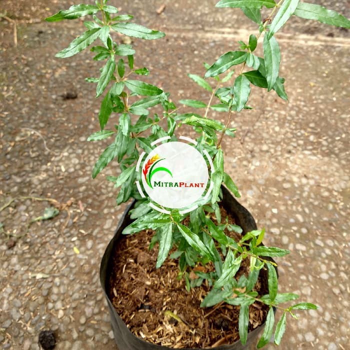 Bibit Delima Merah Pohon Delima Merah Bibit Buah Delima Merah Bibit Pohon Delima Merah