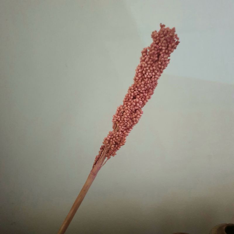 1 batang dried dry flower bunga kering cantel biji sorgum