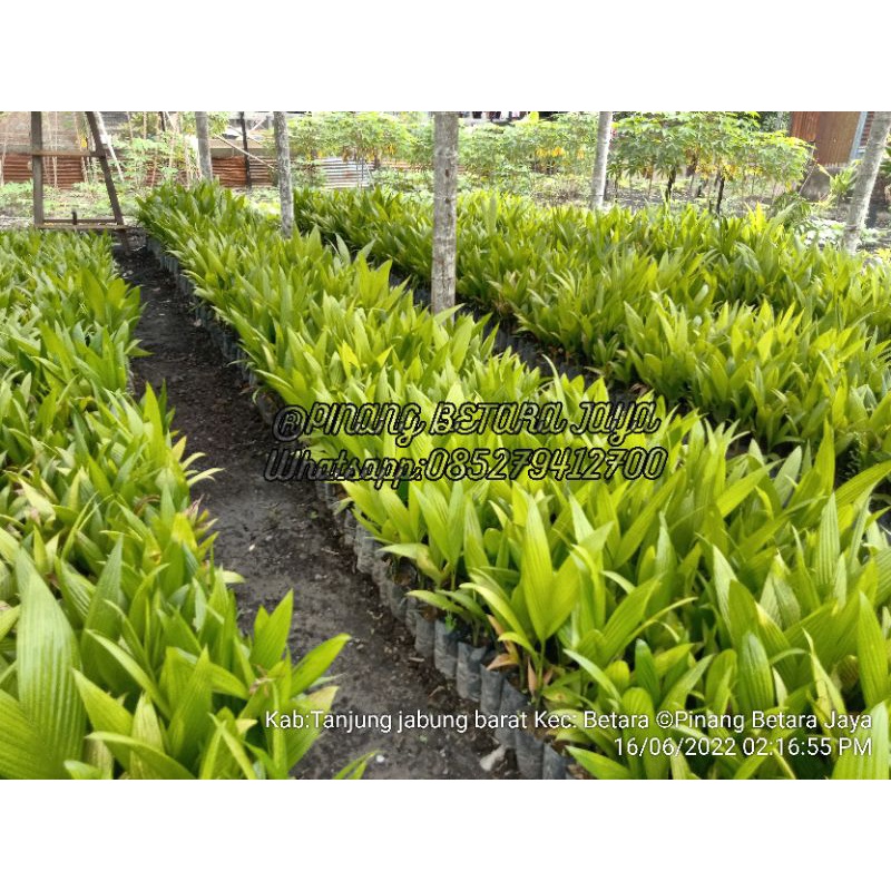 Bibit pinang siap tanam ASLI BETARA ,Stok ready tinggal order aja.