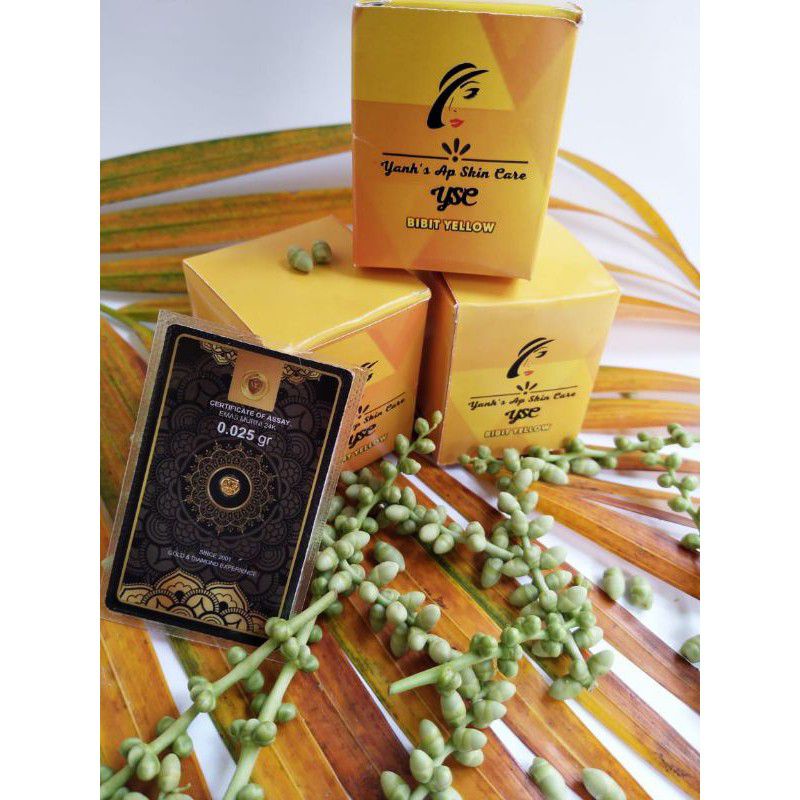 (Paket Hemat 3 pot 45gr) BIBIT YELLOW WAFIAA/YSC