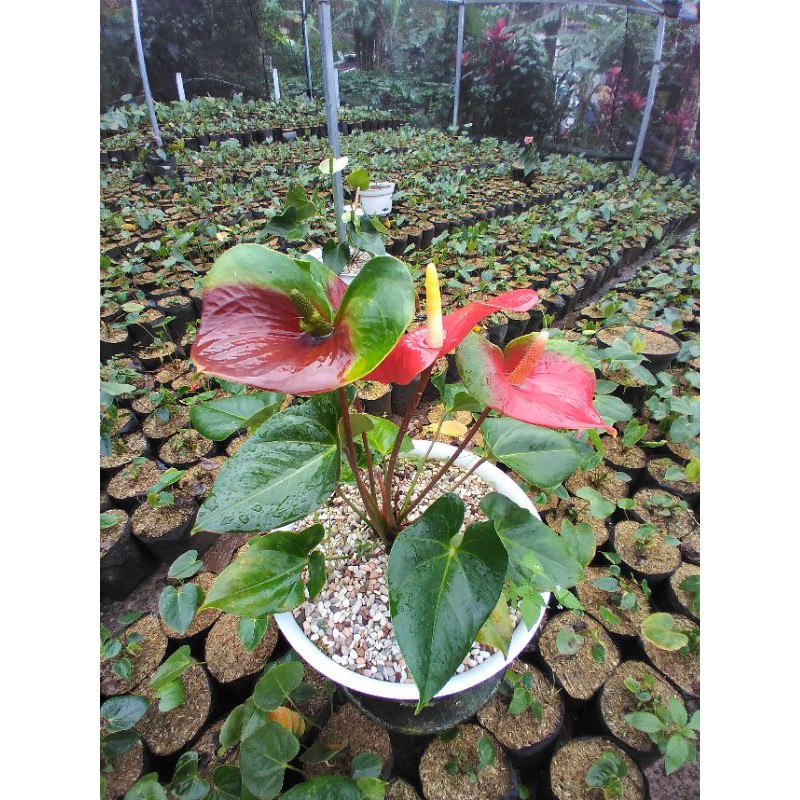 ANTHURIUM PRESIDEN