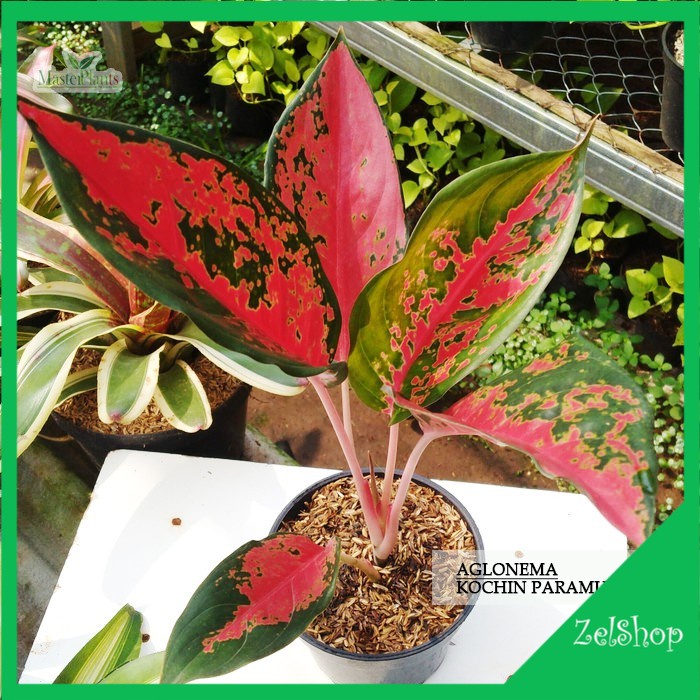 Aglonema Kochin Paramuay