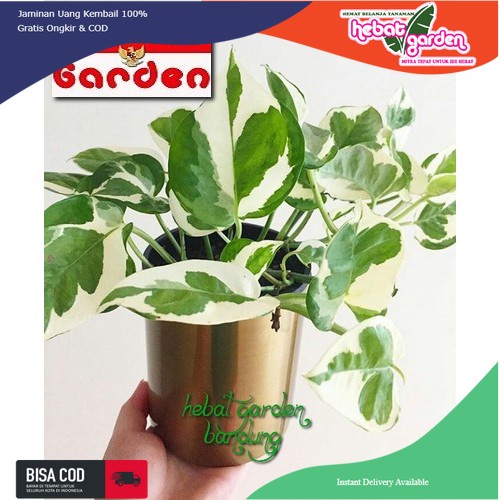 Sri gading NJOY varigata - Epipremnum NJOY