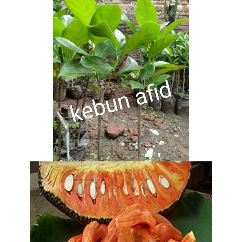 bibit nangka merah okulasi