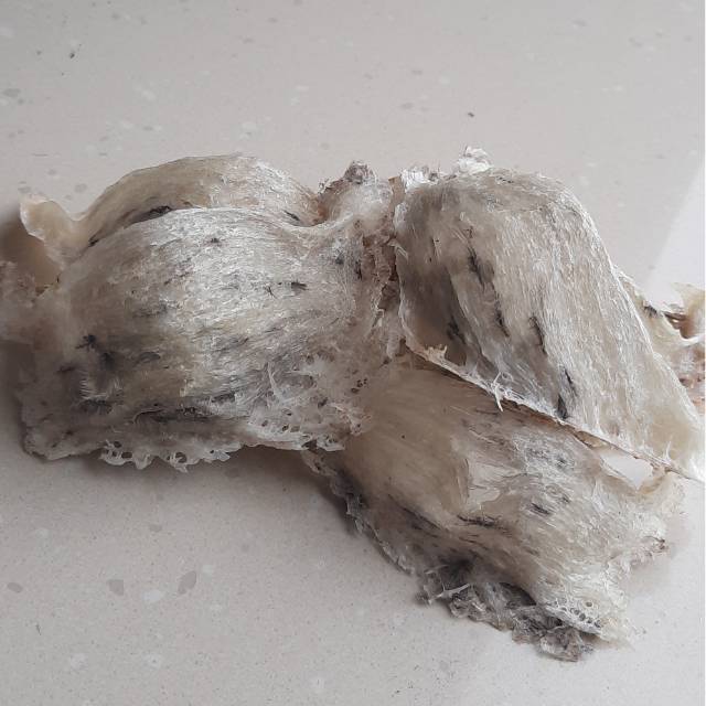 

Sarang burung walet kotor