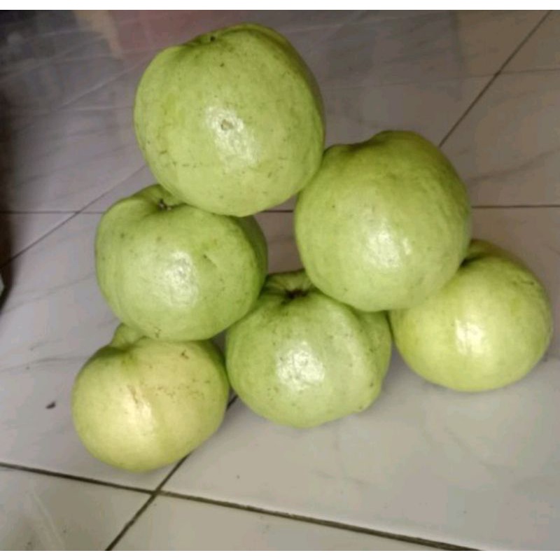 

Jambu kristal murah