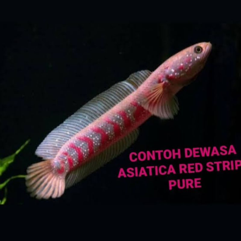 Chana asiatica RS pure