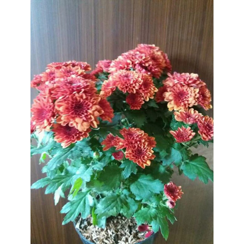 bibit bunga krisan akar rimbun siap tanam