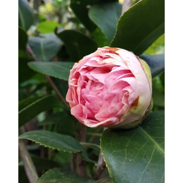 bibit bunga camelia warna ping murah banget
