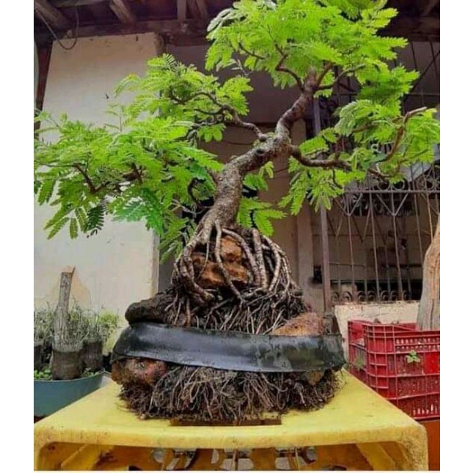 dongkelan bahan bonsai lamtoro medium
