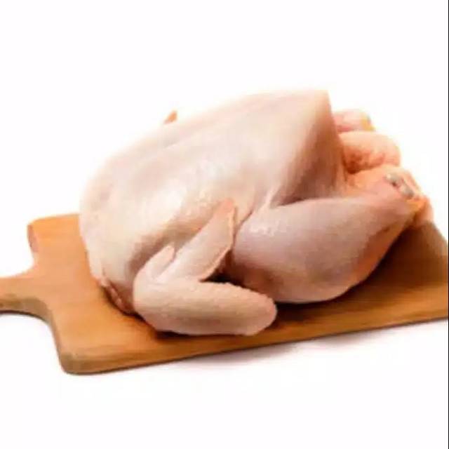 

Ayam potong eropa