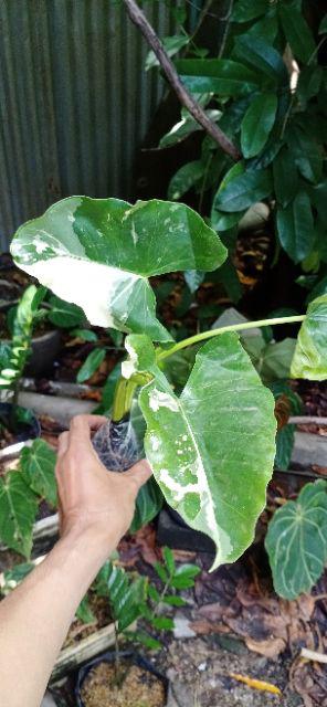 Tanaman Bunga Keladi Tikus Variegata