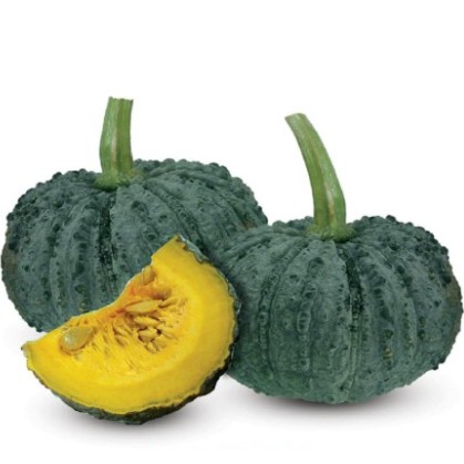 Benih Labu Hijau "Rocky" - Waluh Rocky Repact