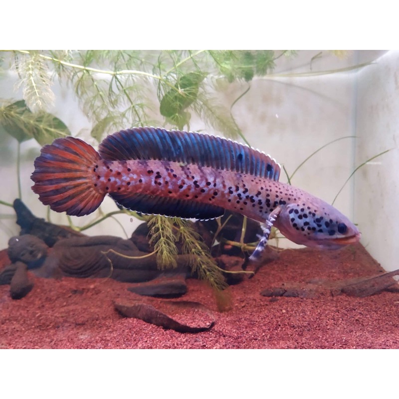 Chana Orna Yellow Lips