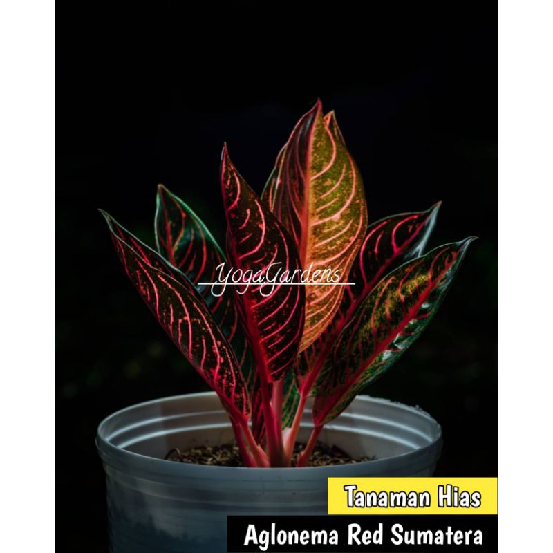 Tanaman hias aglonema red Sumatra - Aglonema Red Sumatra ANAKAN