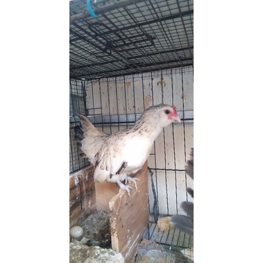 ayam kate istimewa sepasang