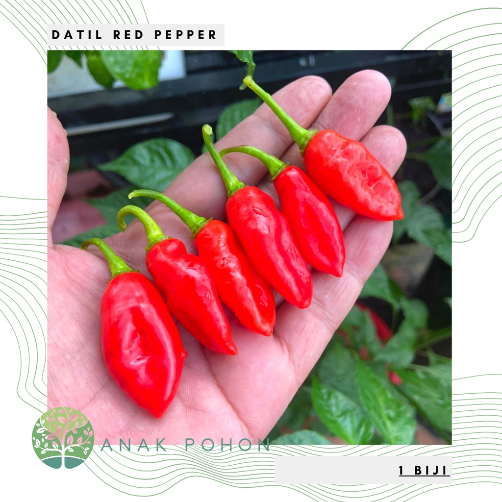 Benih Bibit Biji - Cabai Datil Red Cabe Pepper Seeds