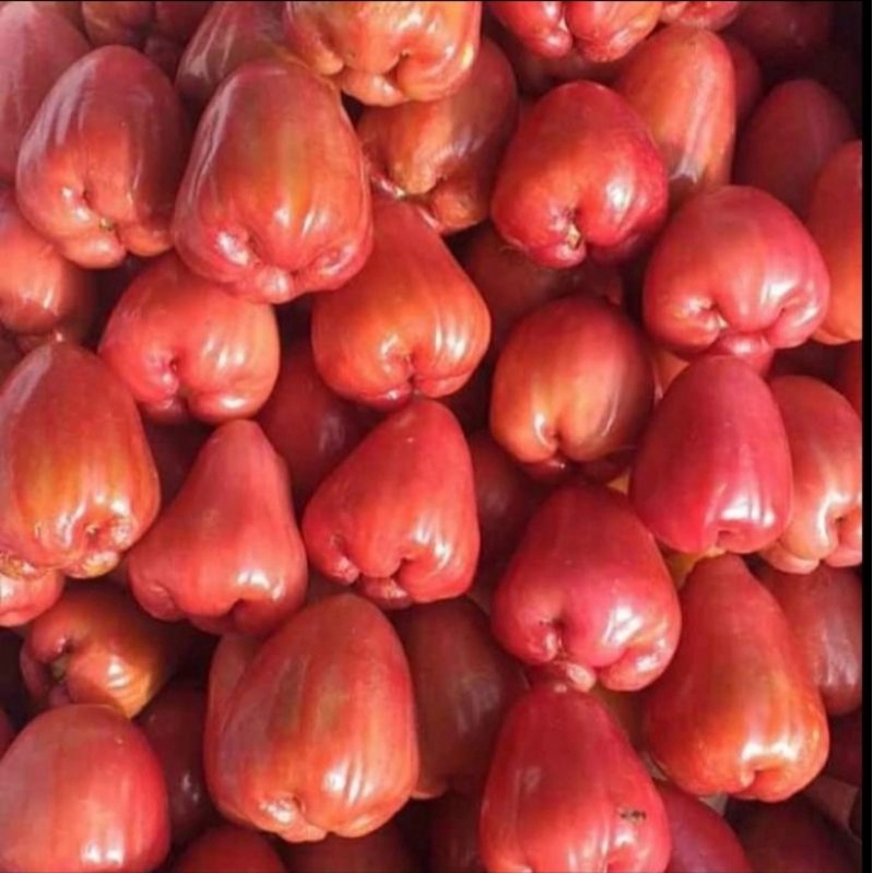 

Jambu Delima Demak manis 1 kg