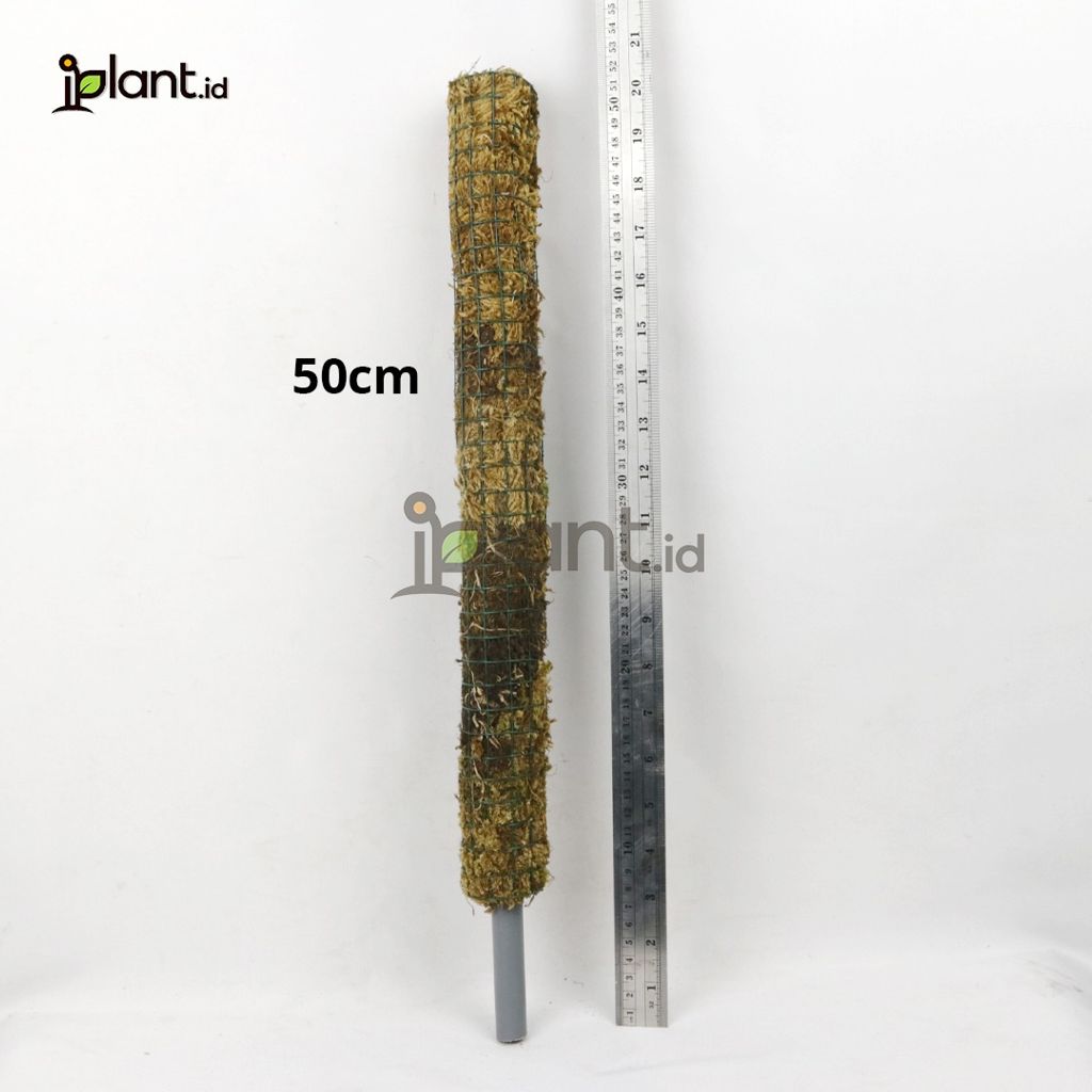 Turus Moss Media Rambat 50cm