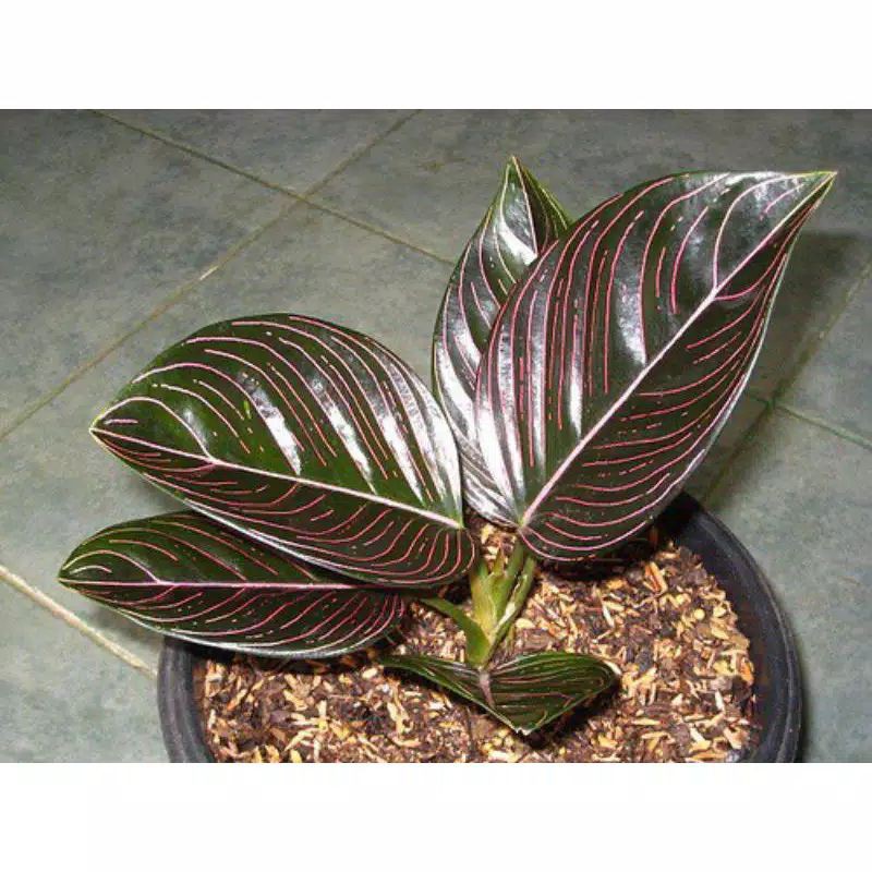 AGLONEMA ROTUNDUM ACEH | BUNGA SEROJA ASLI ACEH UKURAN REMAJA