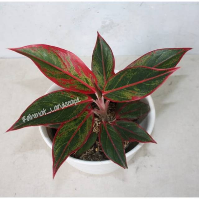 Tanaman hias aglaonema lipstik / aglaonema lipstik / aglonema lipstik