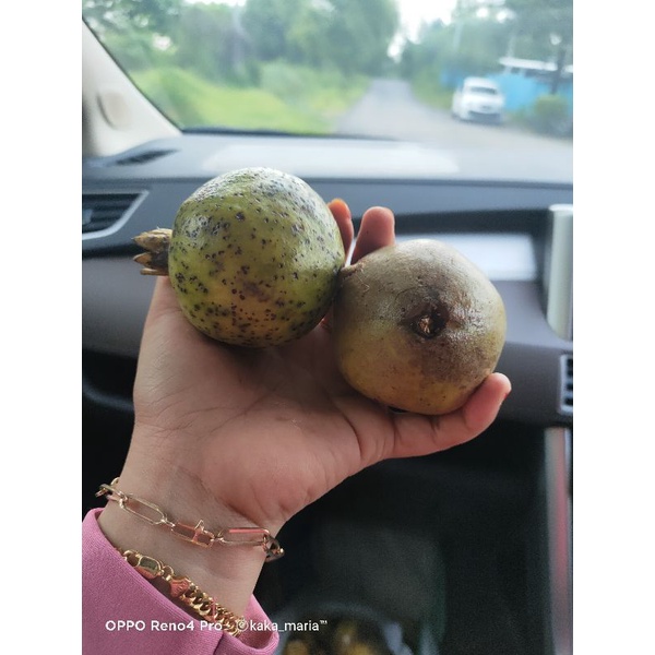 

Buah Delima Putih 1kg / Organik / Superfood / Foodgrade / Multivitamin