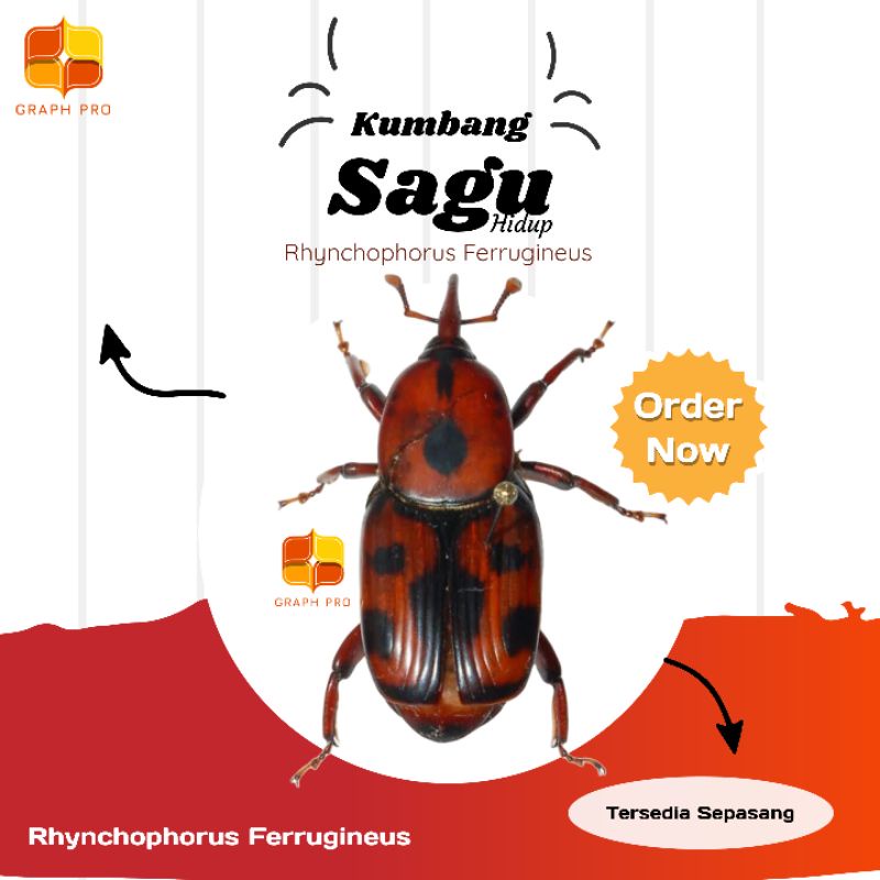 Kumbang Sagu Hidup (Rhynchophorus Ferrugineus)