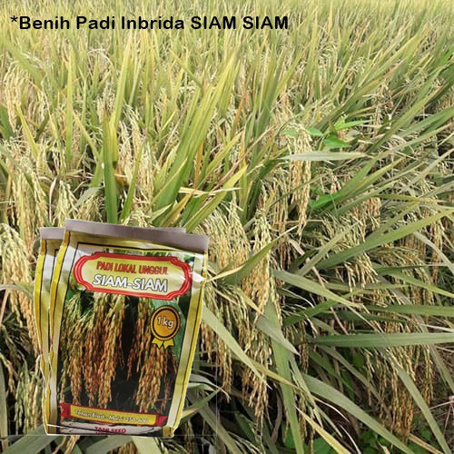 Benih Padi Inbrida SIAM SIAM