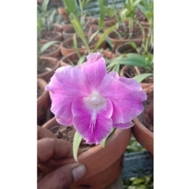 Anggrek Dendrobium Mini French Rose Dewasa