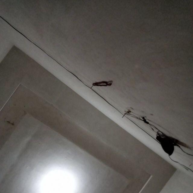 Tanaman Hias Sansevieria - Cylindrica - Sansevera - Sansivera - Sensivera