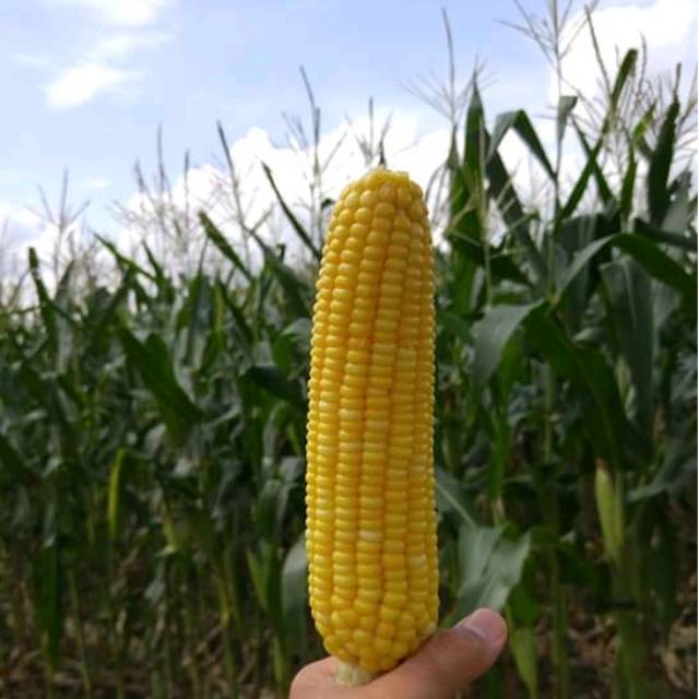 

Jagung manis bonaza