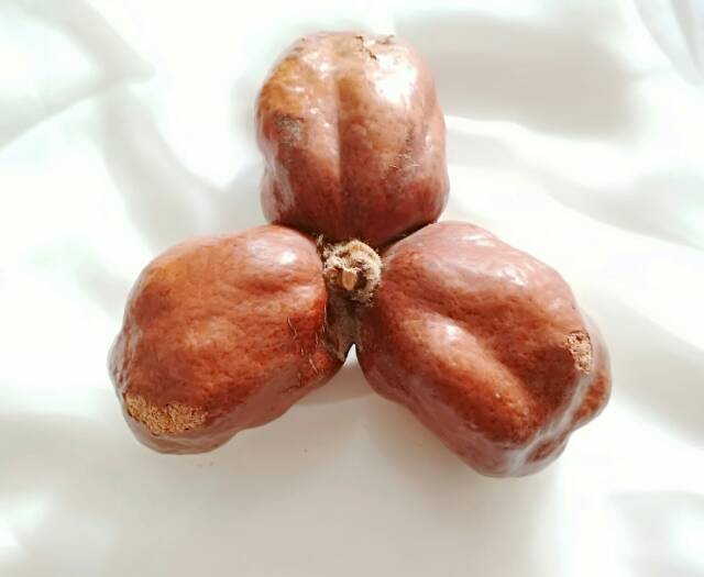 Zuriat kembar 3 buat Promil buah Adam hawa impor Mesir