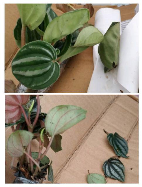 Tanaman Hias Pot Peperomia Picolo Buntingii