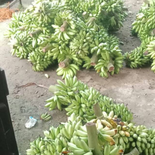 

Pisang kepok merah