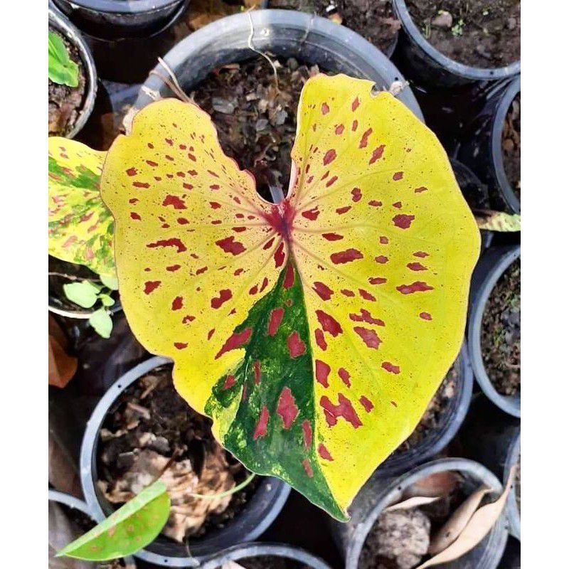 Promo umbi Caladium import Yellow Tricolor