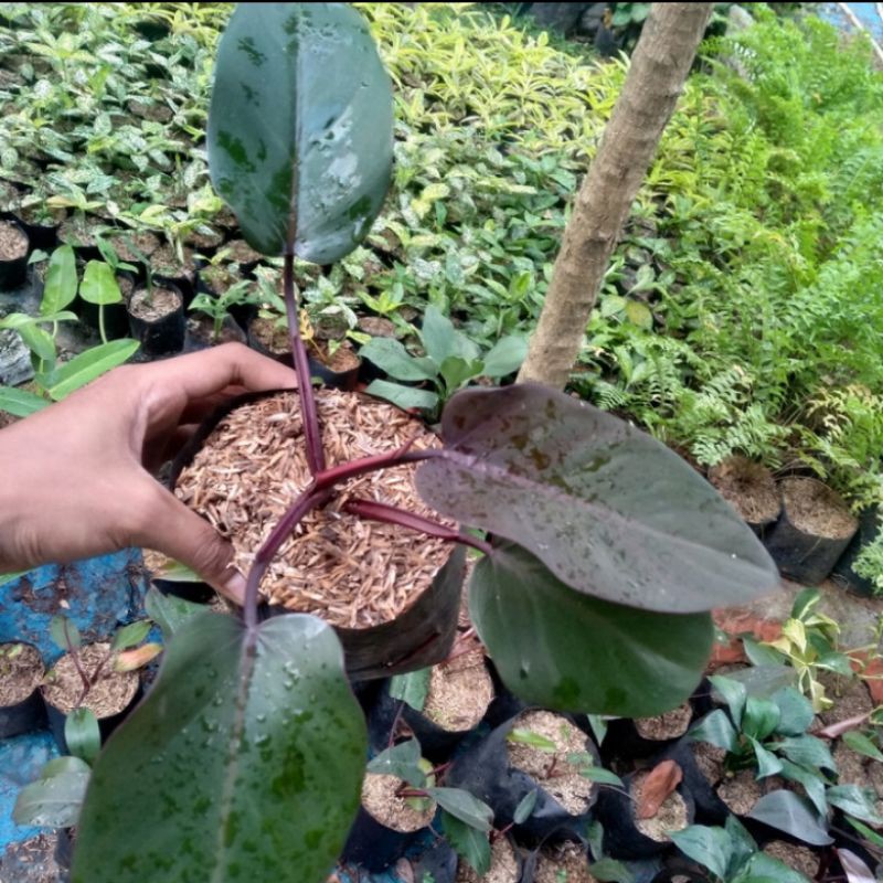 PHILODENDRON RED EMERALD/ tanaman indor RED EMERALD