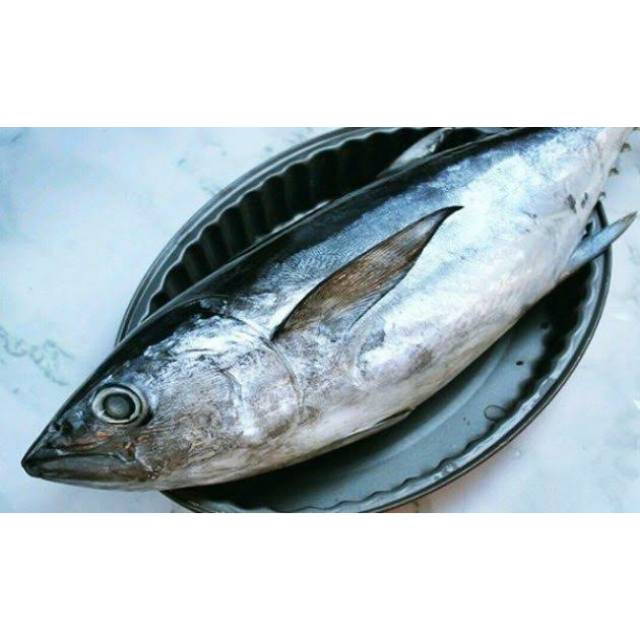 

Ikan tongkol basah potong 500gr