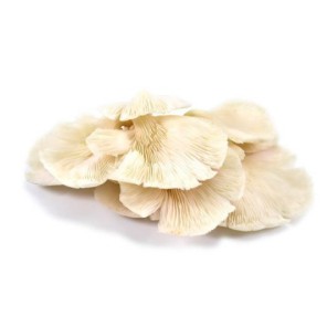 

Jamur Tiram / 250 gr #Segar#Online#Bandung#Cimahi