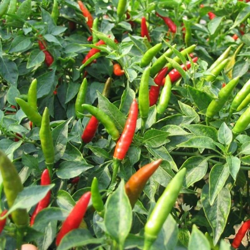 Benih cabe rawit hijau 20 biji, Repack cabe Bara cap panah merah