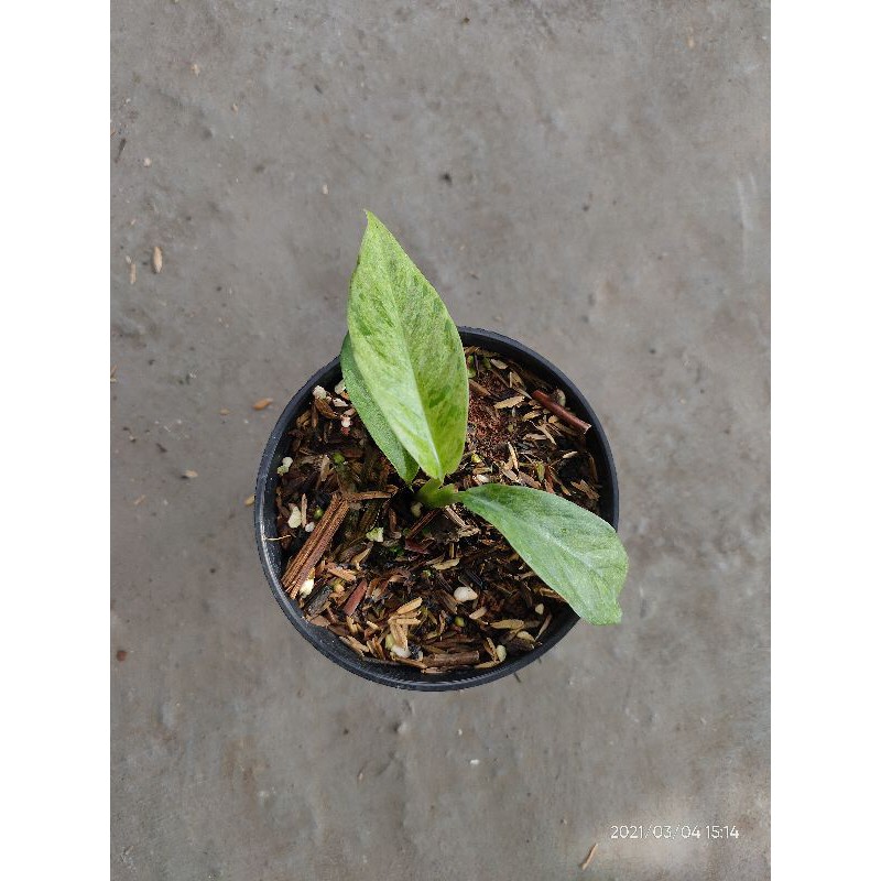 Raphidopora Foraminifera Variegata