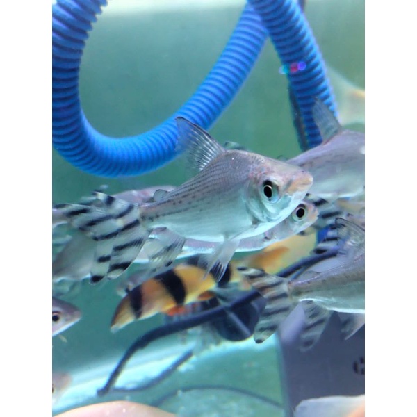 ikan yff/yellow feing Feng 7-9cm