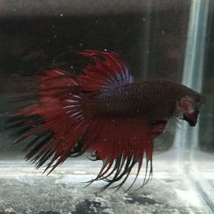 Cupang Hias Crowntail/Serit Red Vampire L