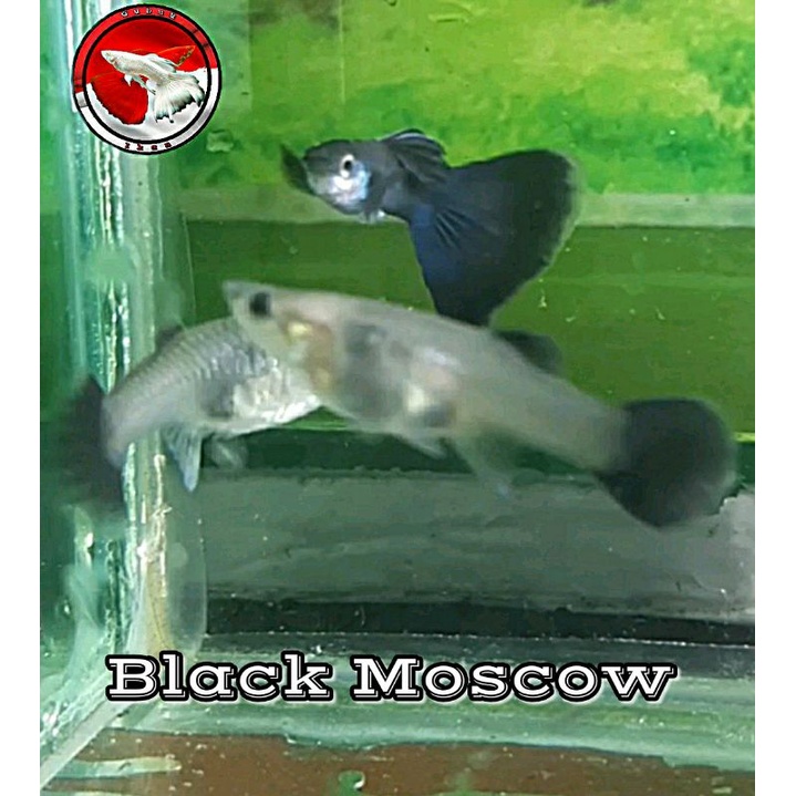 

Ikan Guppy Black Moscow Sepasang