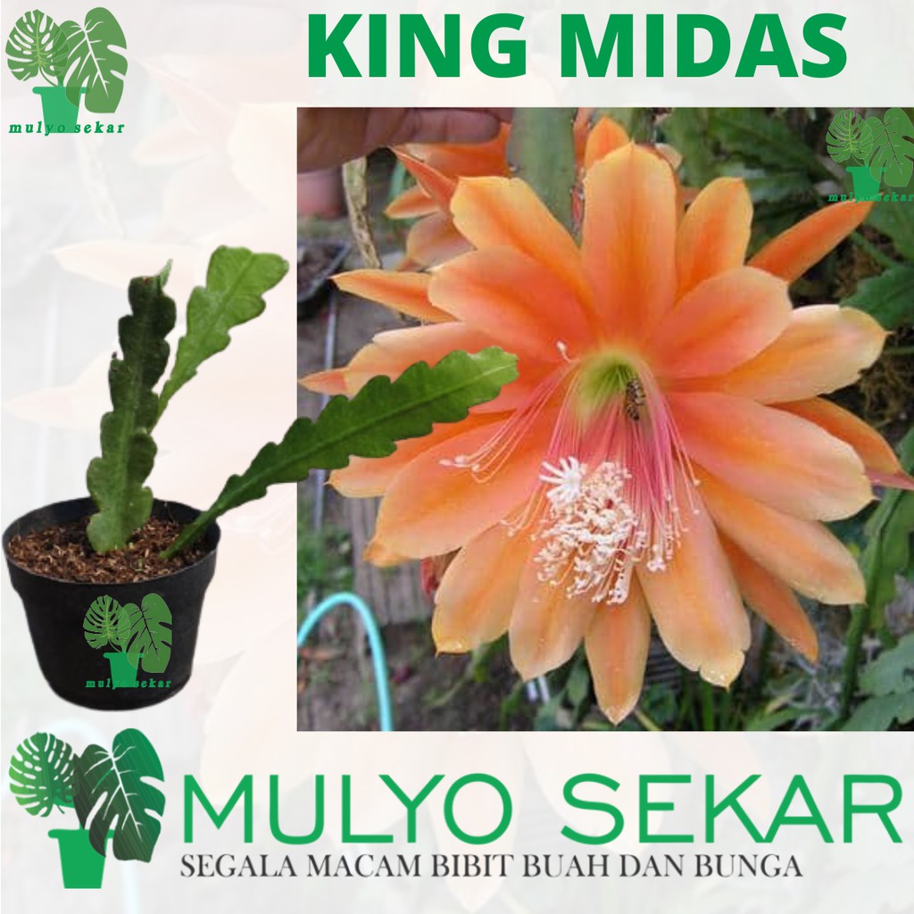 tanaman wijaya kusuma king midas Bibit bunga besar Epiphyllum (Bergaransi)